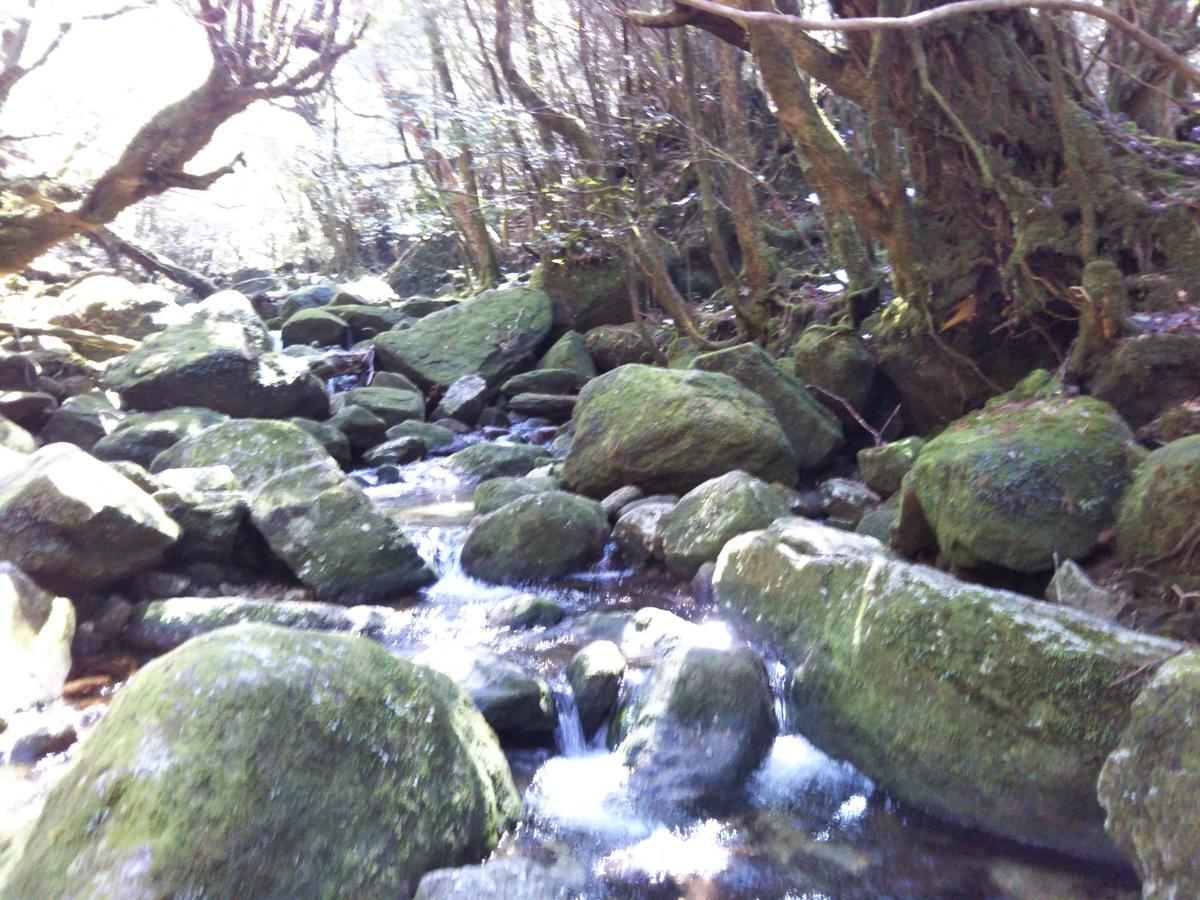 Cottage Yakusugi House Yakushima  Dış mekan fotoğraf