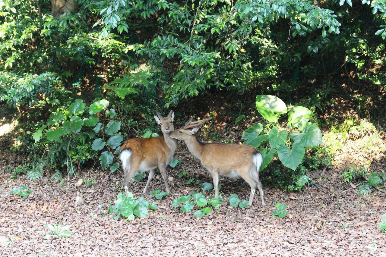 Cottage Yakusugi House Yakushima  Dış mekan fotoğraf