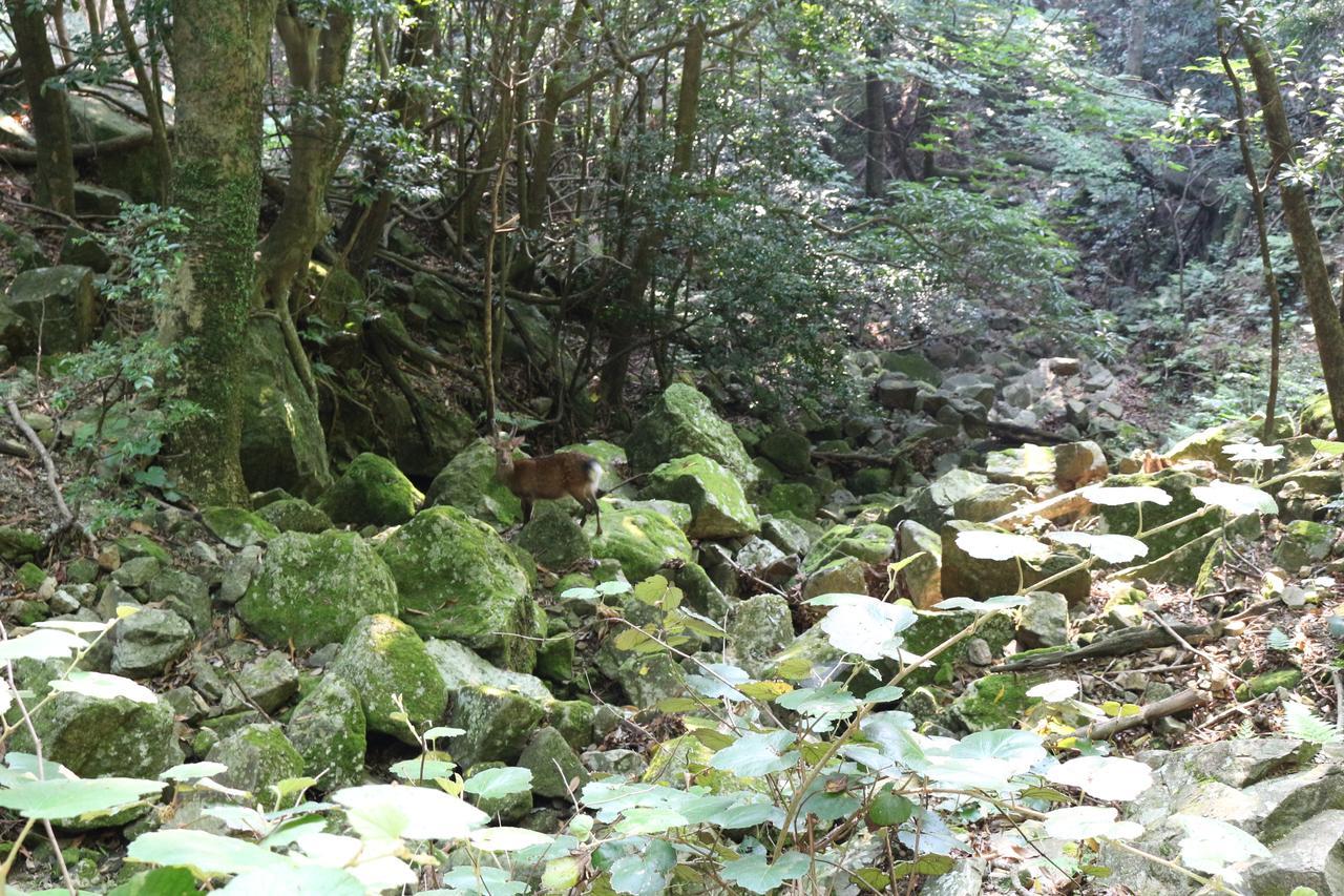Cottage Yakusugi House Yakushima  Dış mekan fotoğraf