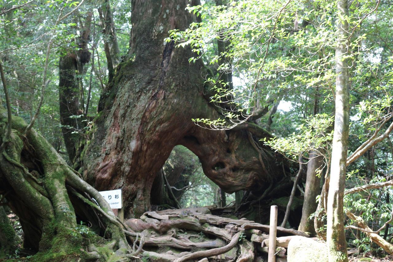 Cottage Yakusugi House Yakushima  Dış mekan fotoğraf