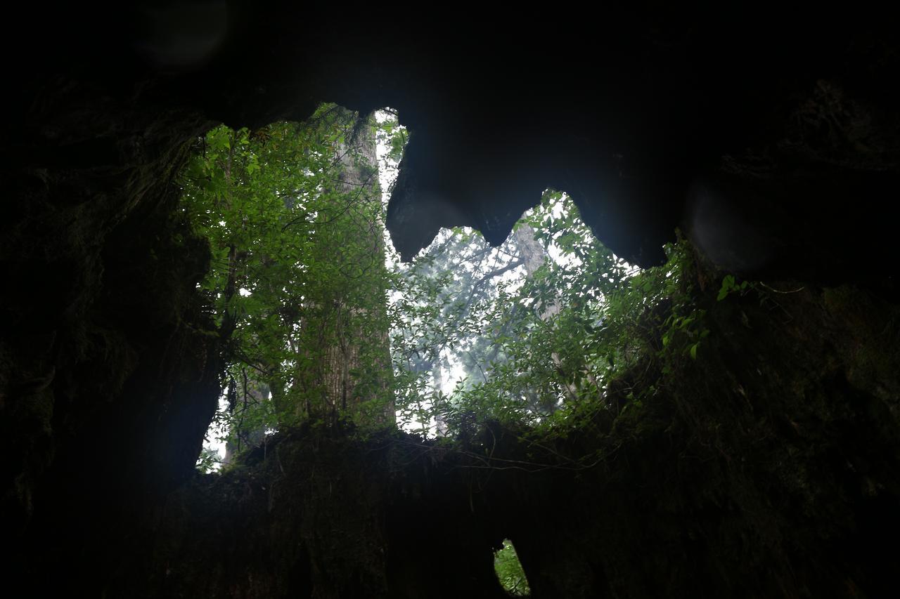 Cottage Yakusugi House Yakushima  Dış mekan fotoğraf