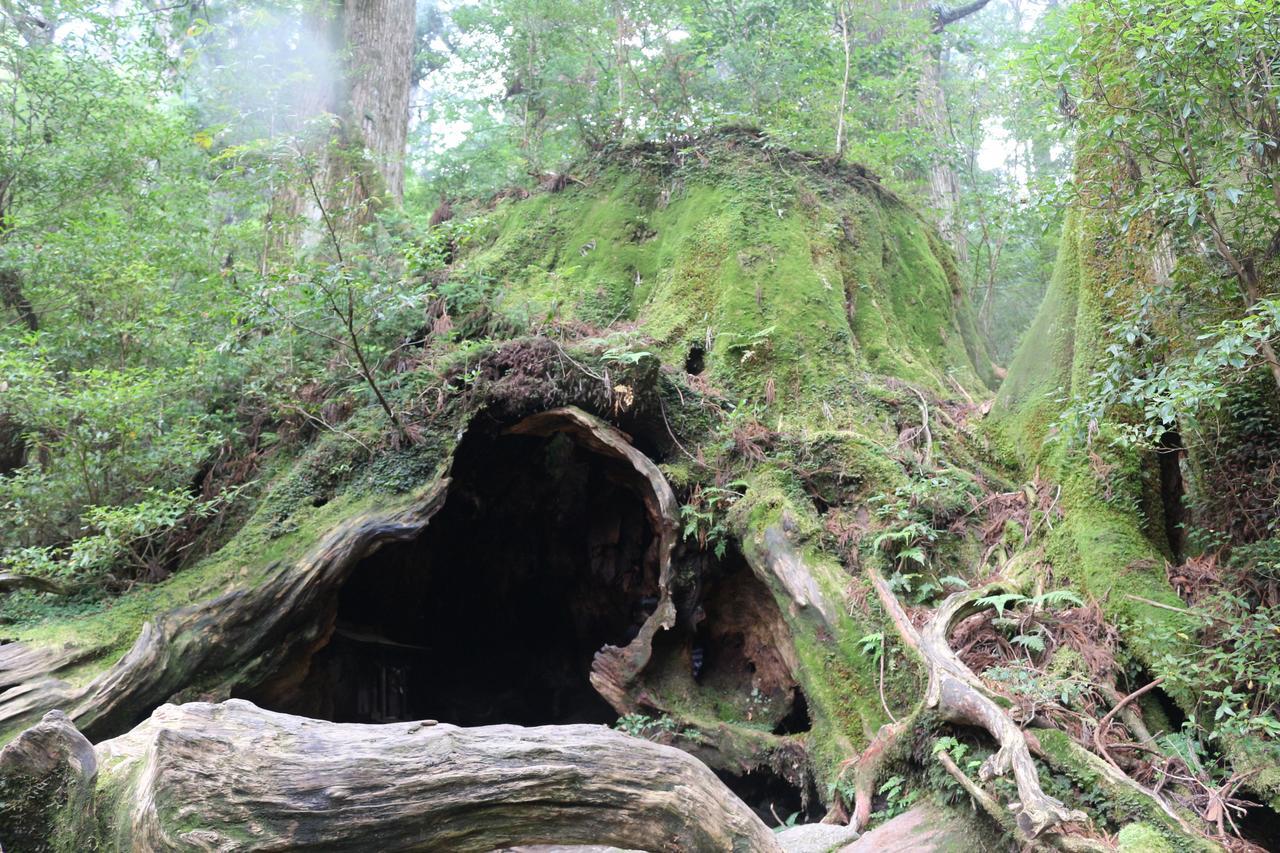 Cottage Yakusugi House Yakushima  Dış mekan fotoğraf