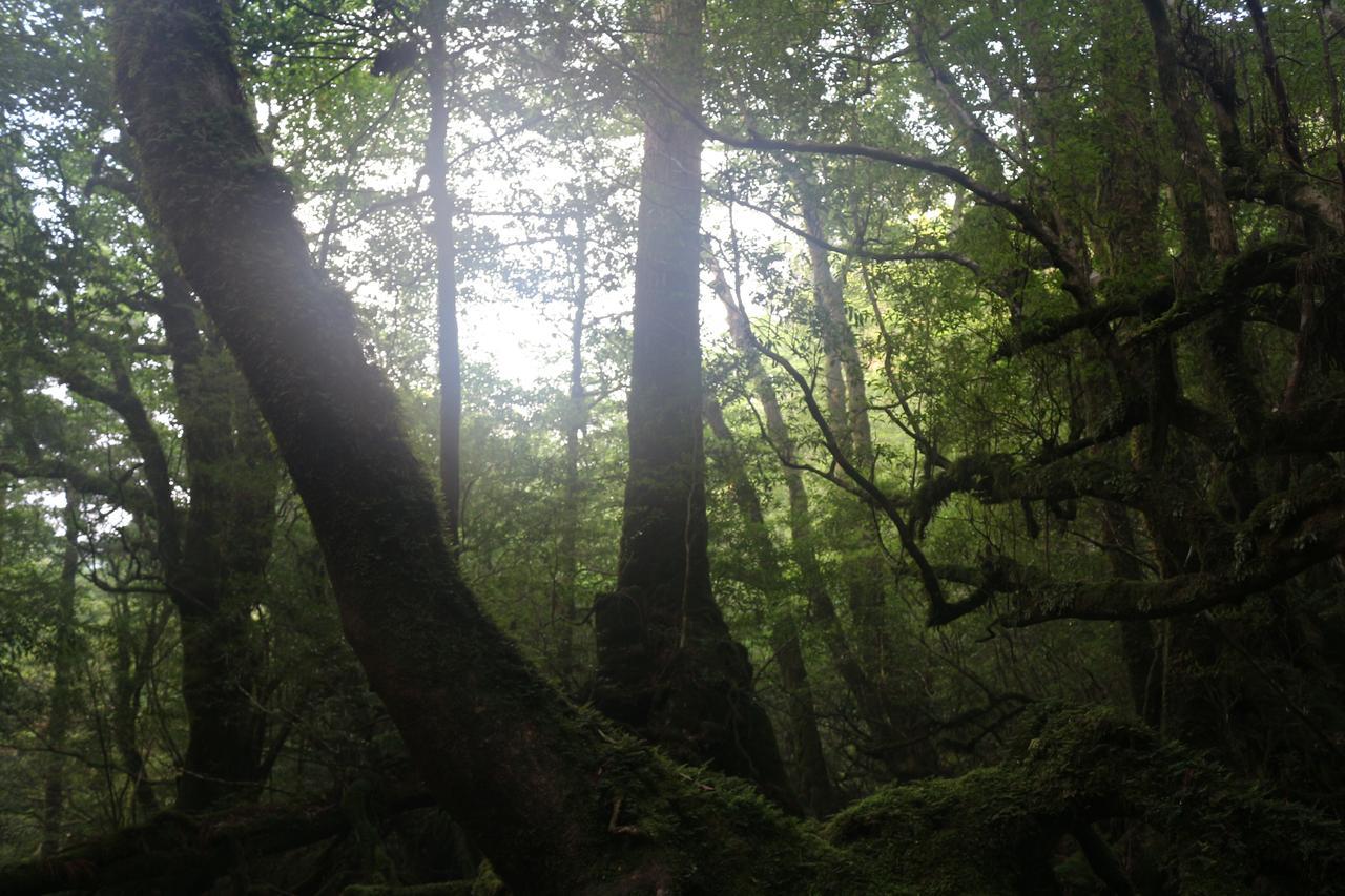 Cottage Yakusugi House Yakushima  Dış mekan fotoğraf