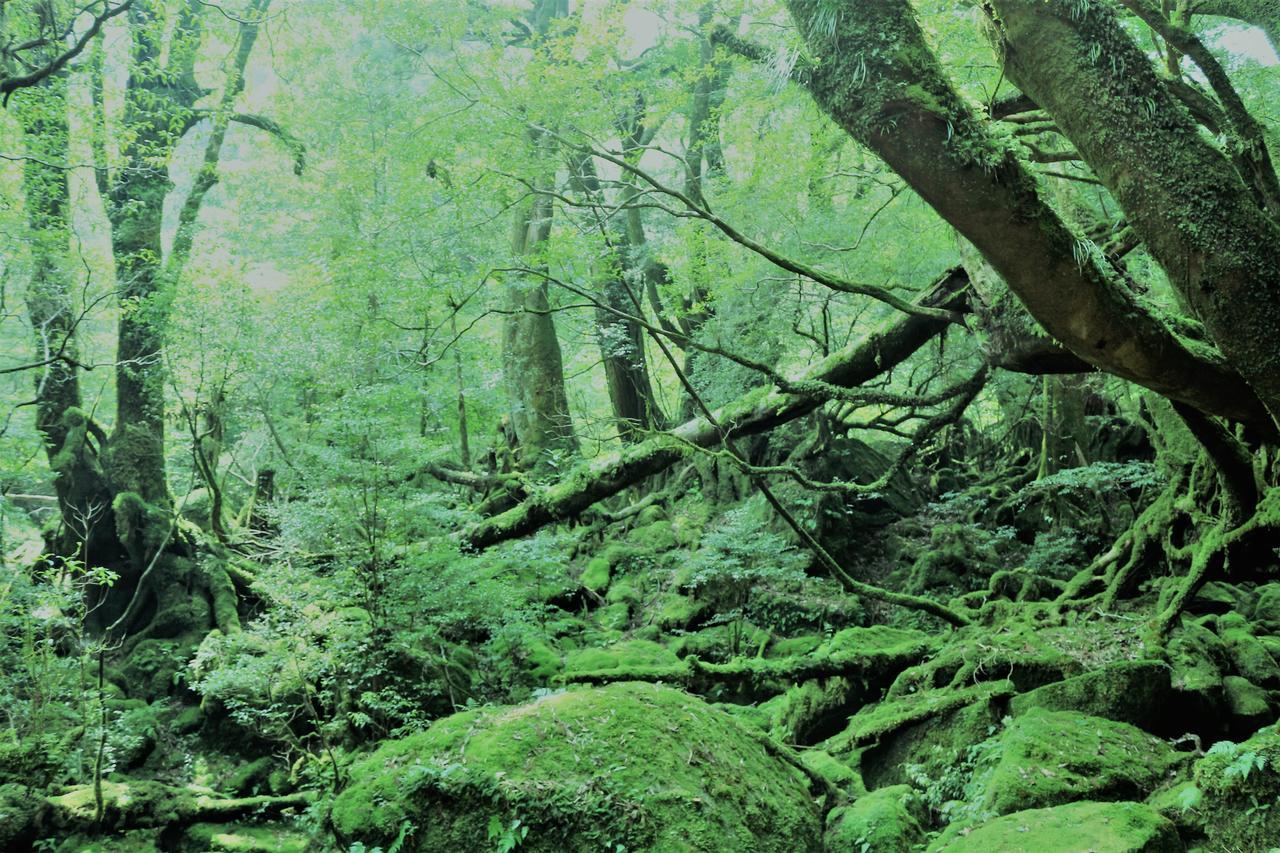 Cottage Yakusugi House Yakushima  Dış mekan fotoğraf
