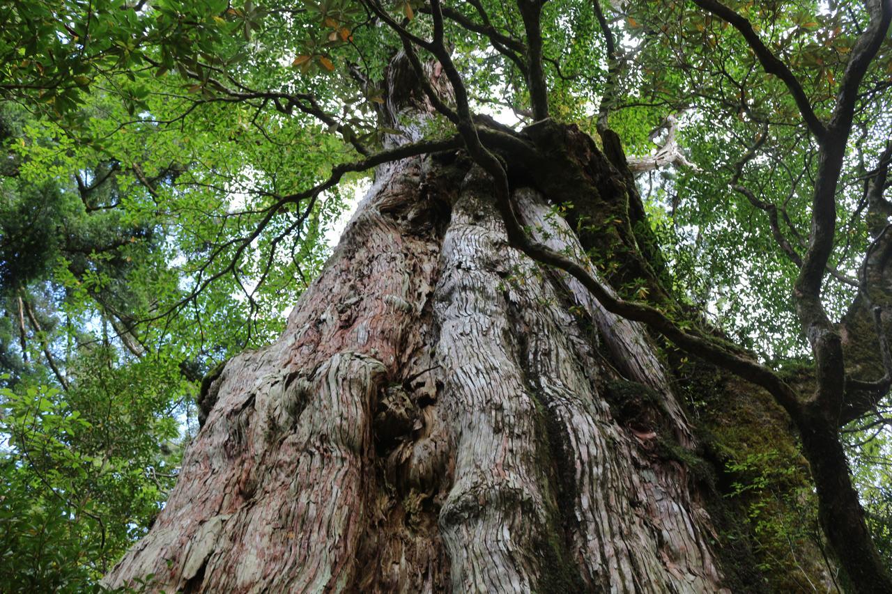 Cottage Yakusugi House Yakushima  Dış mekan fotoğraf