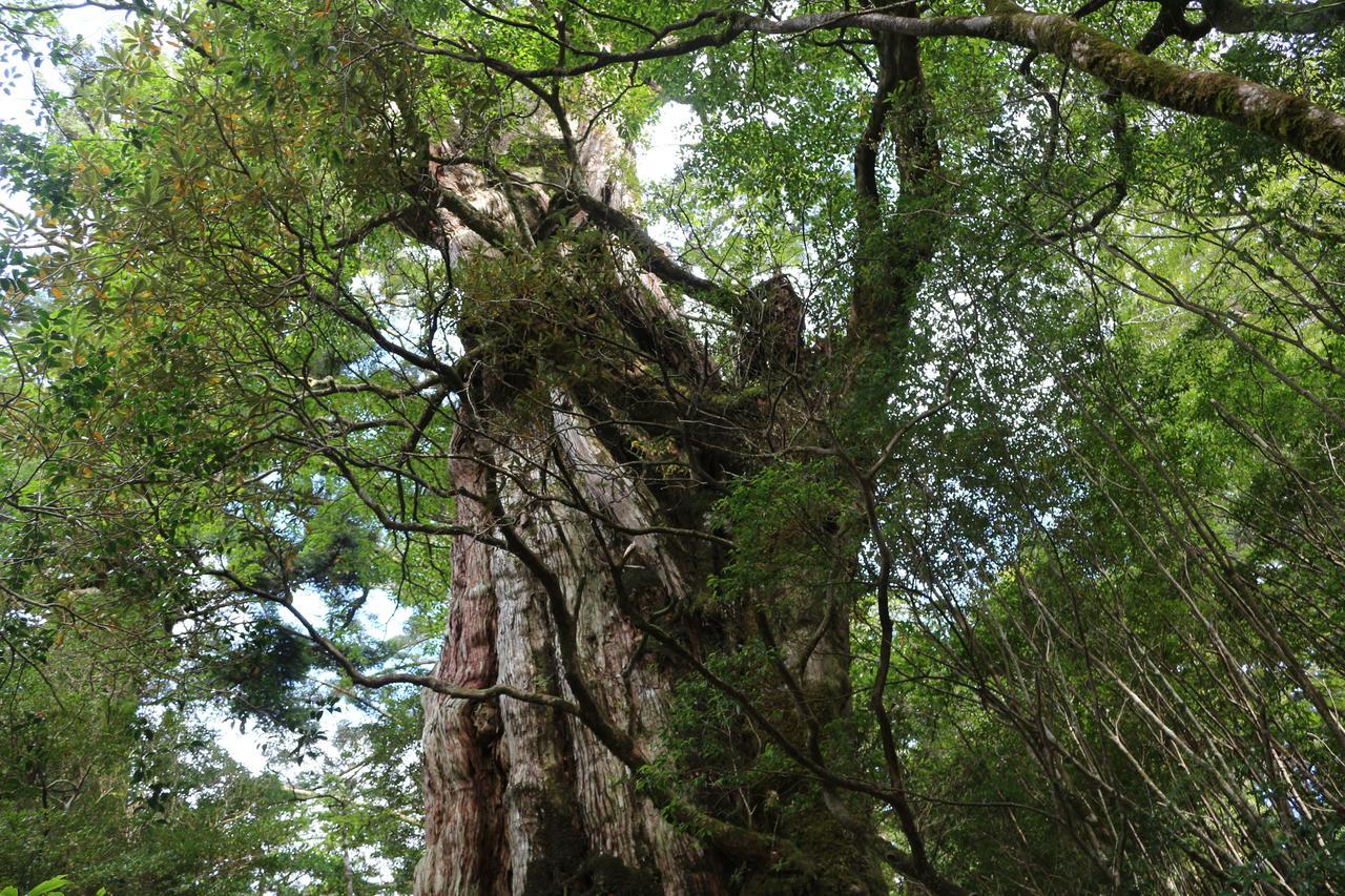 Cottage Yakusugi House Yakushima  Dış mekan fotoğraf